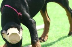 赤峰賣杜賓犬的電話號碼是多少