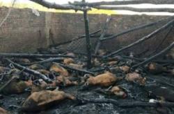 赤峰羊苗代收電話地址查詢號(hào)碼