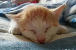 赤峰小土貓售賣店電話地址查詢