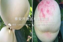 赤峰水果基地電話多少號碼