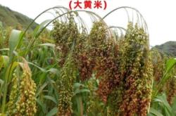 赤峰菜價今日行情查詢電話號