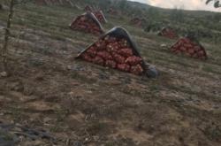 內(nèi)蒙赤峰收購(gòu)大蔥廠家電話號(hào)碼