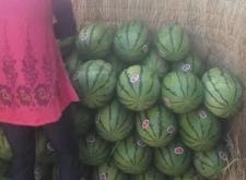 赤峰附近摘西瓜的地方電話號碼