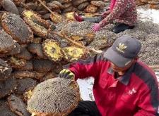 赤峰祁氏瓜子店地址電話號(hào)碼