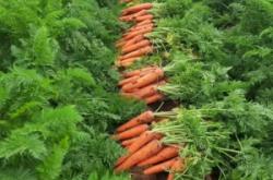 赤峰小蘿卜露營(yíng)地電話