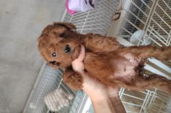 赤峰泰迪售賣電話號碼是多少