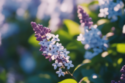 赤峰雪蘭總店電話號碼查詢