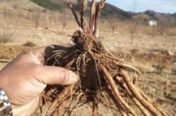 赤峰種植合作社招聘電話號(hào)碼