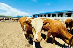 赤峰林西組織部電話號碼