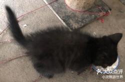 赤峰救助貓咪電話地址是多少號