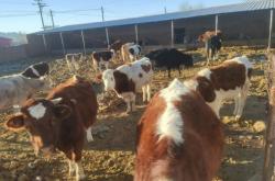 溫州赤峰金毛養(yǎng)殖基地電話號(hào)碼