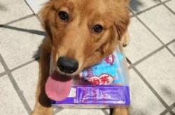 赤峰狗狗之家電話號碼查詢