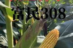 赤峰玉米大棒專賣店電話號(hào)碼