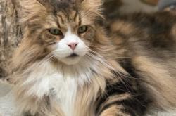 赤峰夢幻貓寵物店電話號碼