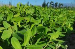 赤峰林東花生種植基地電話號碼