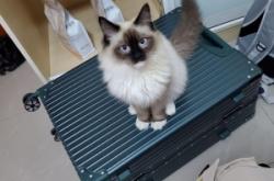 赤峰市貓咪出售電話地址查詢