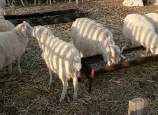 赤峰綿羊大叔電話多少號啊