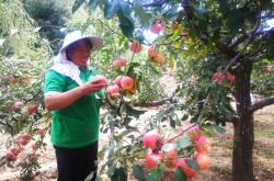 赤峰蘋果店鋪地址電話號(hào)碼查詢