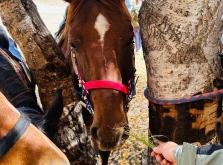 敖漢去赤峰拼車電話號(hào)碼