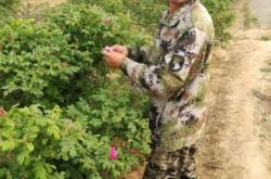 赤峰平陰玫瑰苗木基地電話號碼