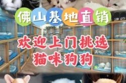 赤峰附近幼貓出售地址電話號碼