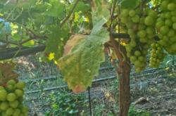 赤峰葡萄苗基地批發(fā)電話號(hào)碼