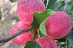 赤峰出售土狗電話號(hào)碼查詢地址