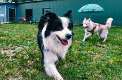 赤峰萌寵學(xué)校地址電話號碼