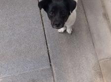 赤峰土狗售賣地點(diǎn)電話號(hào)碼查詢