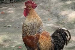 赤峰雨潤(rùn)散養(yǎng)公雞基地電話號(hào)碼