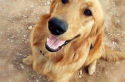 赤峰小體狗舍電話號碼查詢