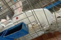 赤峰市種兔廠家電話號碼