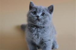 赤峰出售貓崽電話號碼是多少