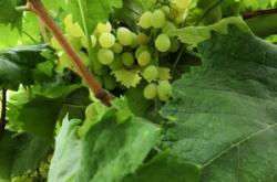 赤峰浩森采摘園地址電話號碼