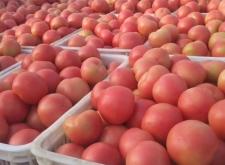 赤峰水果批發(fā)禮盒電話多少號