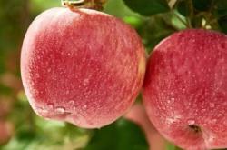 赤峰糖心蘋果采摘園電話號(hào)碼