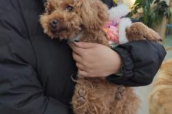 赤峰玖玥寵物醫(yī)院電話號(hào)碼