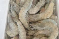 赤峰大蝦批發(fā)電話多少號(hào)