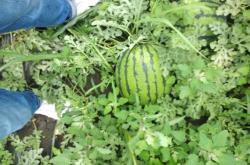 赤峰黑水西瓜園電話多少號