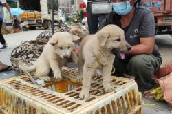 赤峰市售賣小狗電話號碼