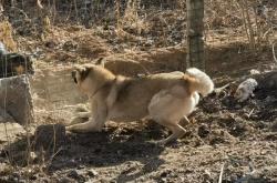 赤峰刺激寵物美容店電話號碼