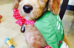 赤峰出租狗狗店電話號(hào)碼多少