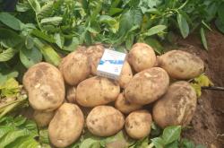 赤峰土豆代收電話