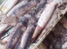 赤峰凍品魷魚批發(fā)電話號(hào)碼