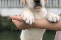 赤峰寵物狗上門收購電話號碼