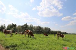 赤峰通遼收購牧草電話多少號