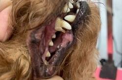 赤峰小妮寵物店電話號碼