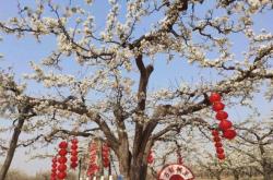 赤峰西八鄉(xiāng)拼車電話號(hào)碼