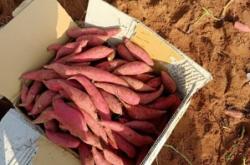 赤峰西瓜基地直發(fā)電話號(hào)碼