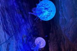 赤峰千色氣球廠家電話號碼